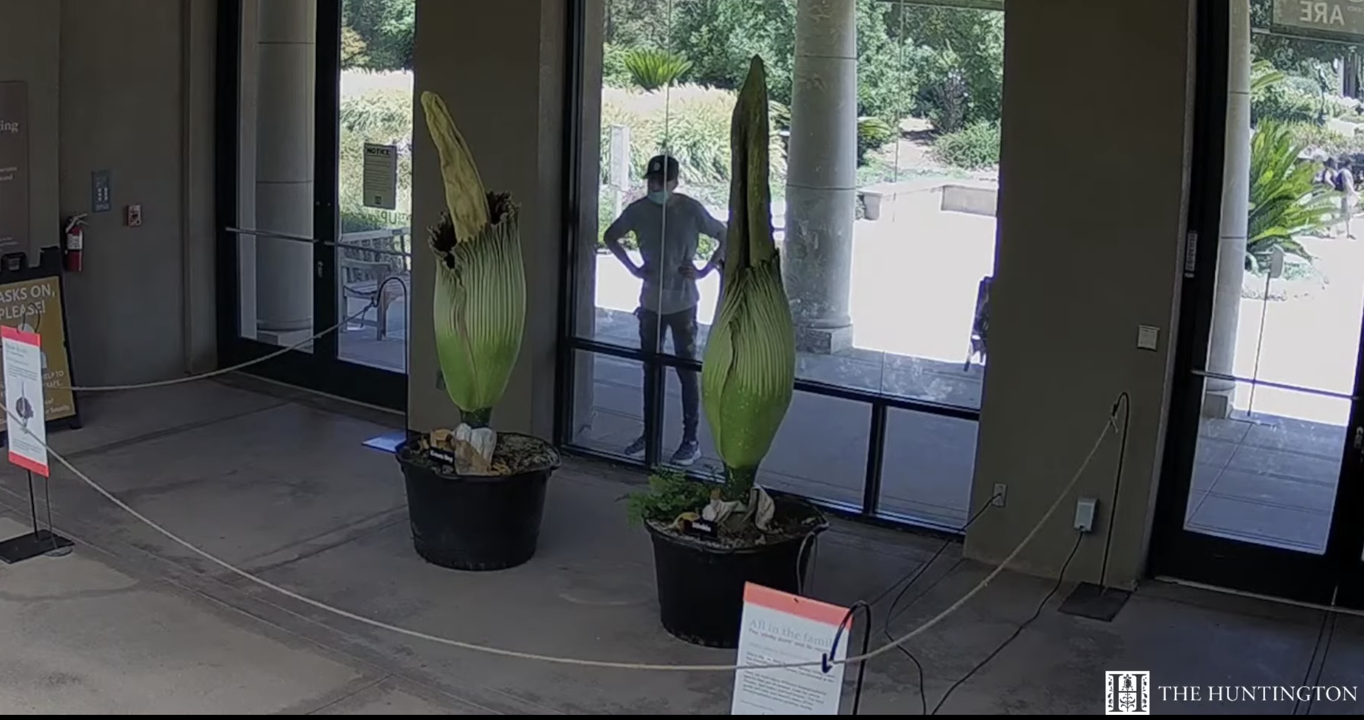 Hold Your Breath! 2 More Corpse Flowers Are About To Bloom At The Huntington - Vimarsana News